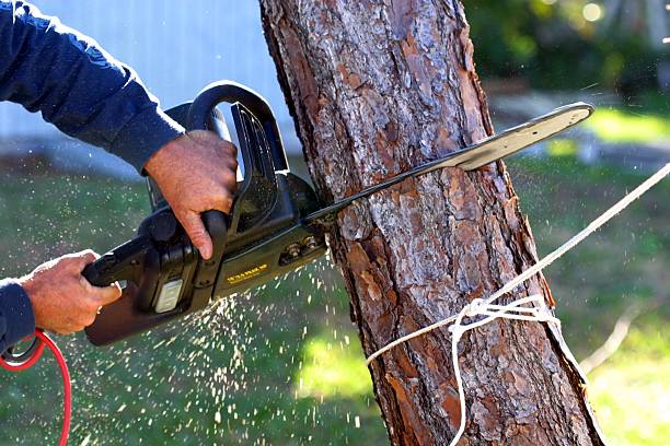 Best Commercial Tree Removal  in USA